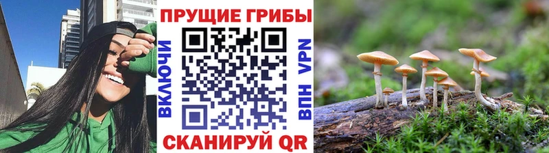где продают   Олёкминск  Псилоцибиновые грибы Magic Shrooms 